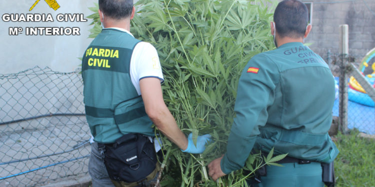 La Guardia Civil se incauta de una plantación de marihuana en Cangas y detiene a tres personas