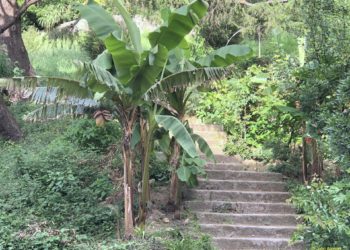 En Vigo también hay trópico