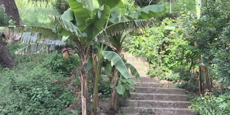 En Vigo también hay trópico