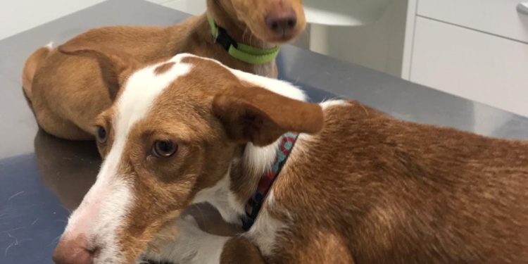 Os Biosbardos pide ayuda para hallar al dueño de dos perros abandonados junto a la protectora