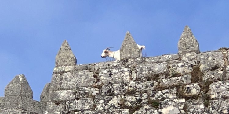 Las cabras del parador