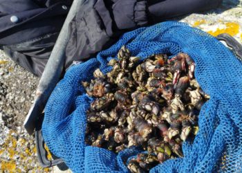 La Policía Local requisa 12 kilos de marisco furtivo en varias playas de Vigo