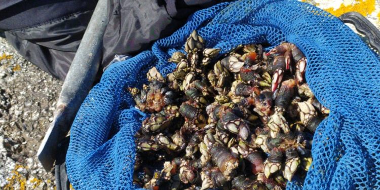 La Policía Local requisa 12 kilos de marisco furtivo en varias playas de Vigo