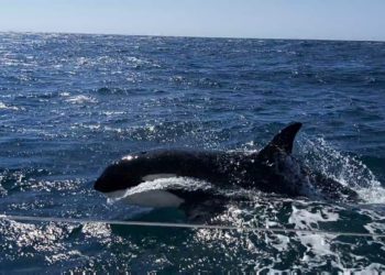 Tres orcas atacan y rompen el timón a un barco de vela que se dirigía a Baiona: «Vinieron a por nosotros»