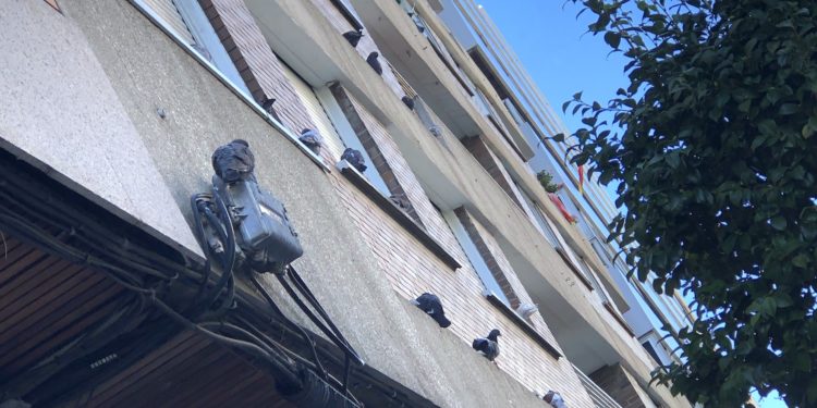 Palomas incómodas