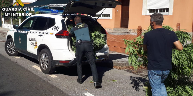La Guardia Civil desmantela una plantación “indoor” de marihuana en Tui