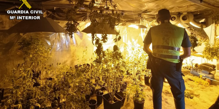 La Guardia Civil desmantela seis nuevas plantaciones de marihuana en el área metropolitana de Vigo