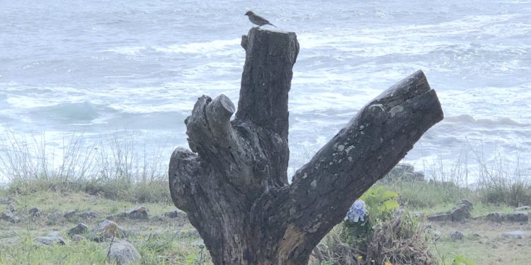 El día que fusilaron a Humberto Baena