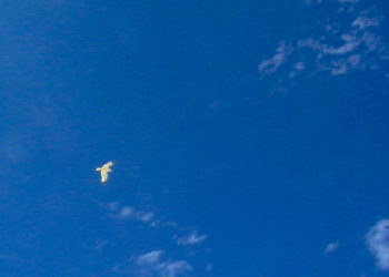 Gobierno gallego en la era covid