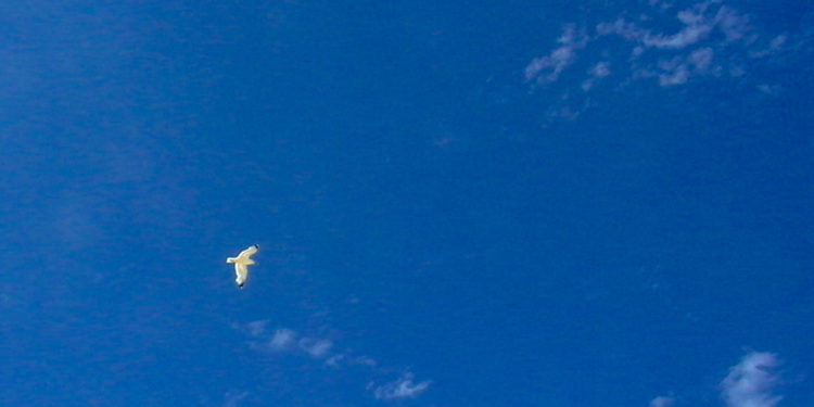 Gobierno gallego en la era covid