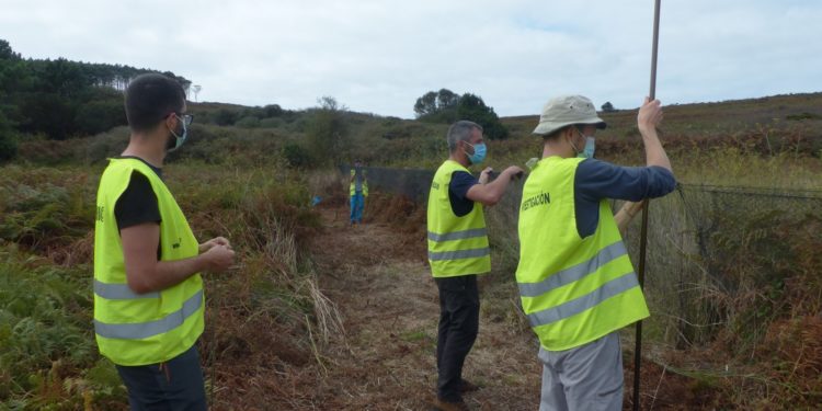 O programa de aves migratorias en Cíes e Ons capturou en setembro 447 exemplares de 40 especies