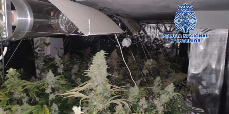 Dos detenidos en Vigo por producir y vender “grandes cantidades” de marihuana desde un bajo-vivero