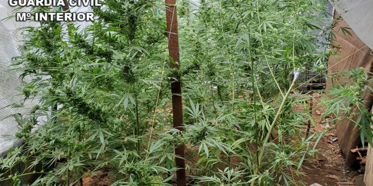 La Guardia Civil interviene dos plantaciones de marihuana en Salvaterra y As Neves