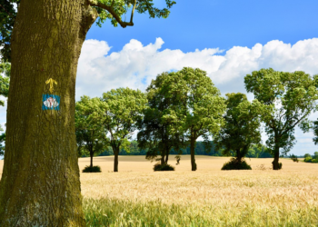 En el Camino de Santiago convergen naturaleza, cultura, historia, aventura y renovación de la fe