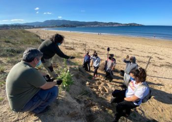 As dunas de Praia América-Panxón gañan a primeira batalla contra as plantas invasoras