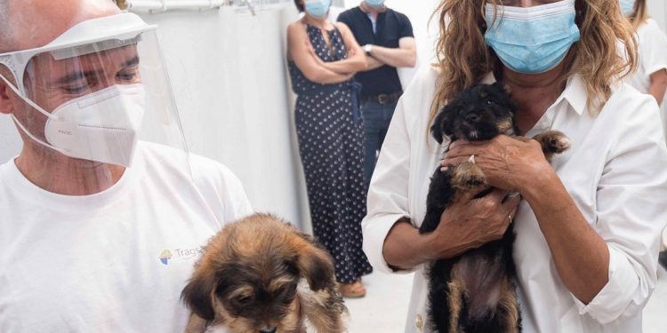 O Centro de Acollida e Protección de Animais bate o récord e supera as 500 adopcións en 2020