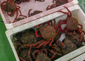 La Consellería do Mar abre la campaña extractiva del centollo y del buey