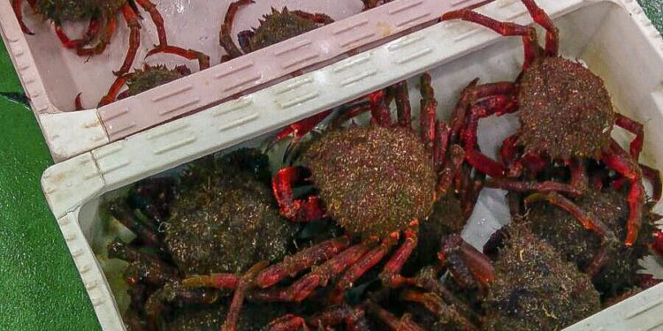 La Consellería do Mar abre la campaña extractiva del centollo y del buey