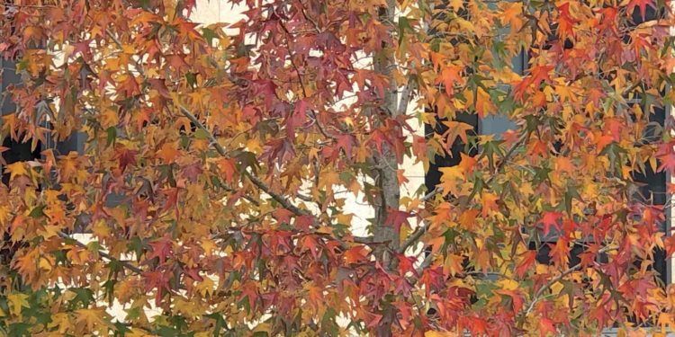 Colores de otoño