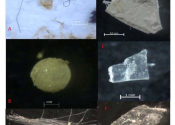 El Oceanográfico de Vigo muestra por primera vez la presencia de microplásticos en sedimentos de las Rías Baixas