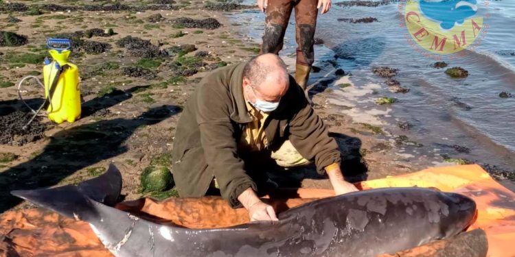 Rescatan a un cachalote varado en la ría de Vigo