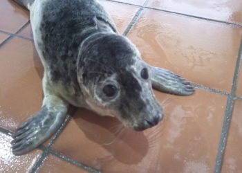La UCI de la Cemma en Nigrán asiste a dos lobos marinos rescatados en la costa gallega