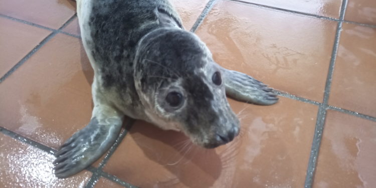 La UCI de la Cemma en Nigrán asiste a dos lobos marinos rescatados en la costa gallega