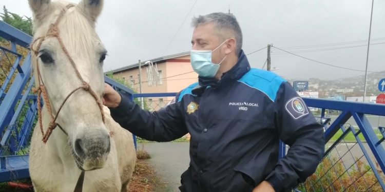 Localizados en Vigo dos caballos que irrumpieron en la calzada