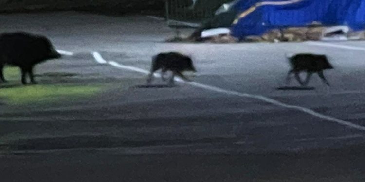 Una familia de jabalíes, de paseo por O Vao