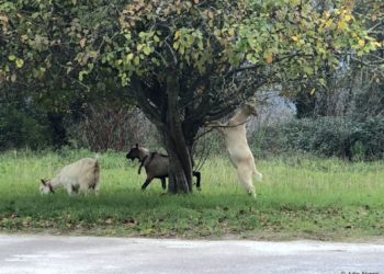 La libertad de las cabras