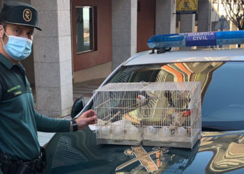 La Guardia Civil detiene en Moaña al presunto autor del robo de una docena de jilgueros y canarios