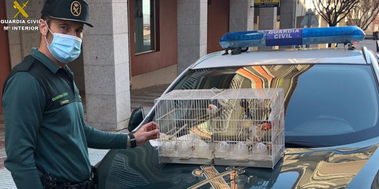 La Guardia Civil detiene en Moaña al presunto autor del robo de una docena de jilgueros y canarios