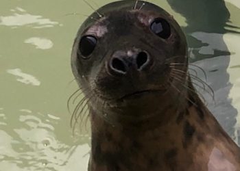 El lobo marino rescatado en Valdoviño embarca desde Vigo para ser liberado en alta mar