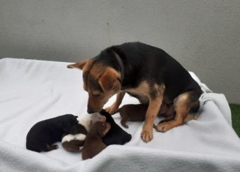 O Centro de Acollida de Animais rescata a 12 cachorros en O Porriño e Caldas