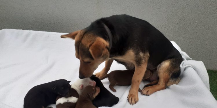 O Centro de Acollida de Animais rescata a 12 cachorros en O Porriño e Caldas