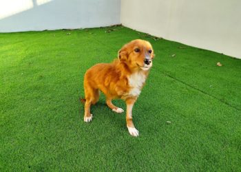 Final feliz para «Muti», la perra adoptada en Vigo tras ser acogida en el CAAN de la Deputación