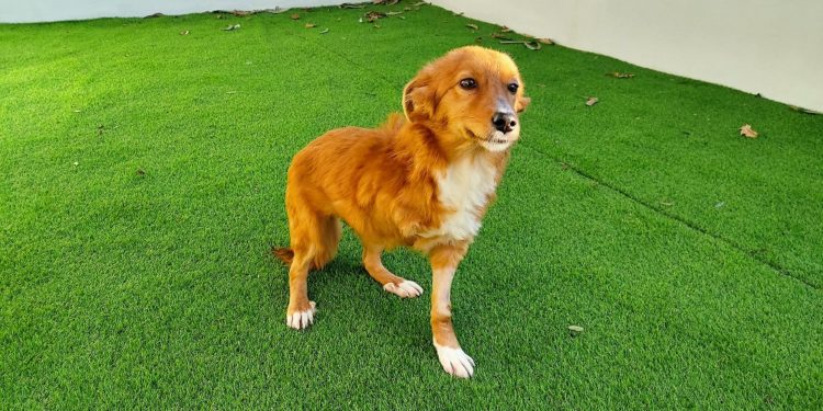 Final feliz para «Muti», la perra adoptada en Vigo tras ser acogida en el CAAN de la Deputación