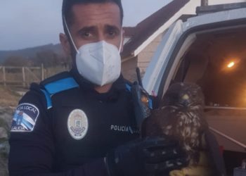 Rescatan en un domicilio de Vigo a un águila que no podía volar al faltarle una pata