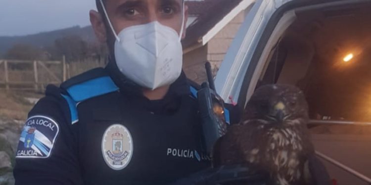 Rescatan en un domicilio de Vigo a un águila que no podía volar al faltarle una pata