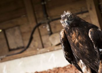 Vigozoo despide a Lord, su longeva águila real