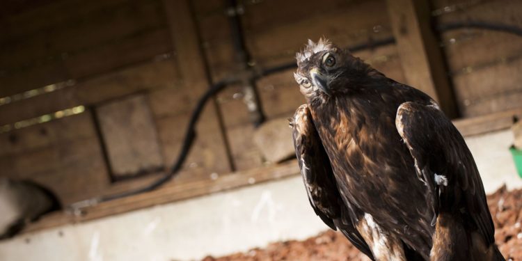 Vigozoo despide a Lord, su longeva águila real