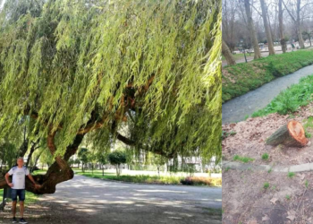 Talado un gran sauce llorón del parque de Castrelos