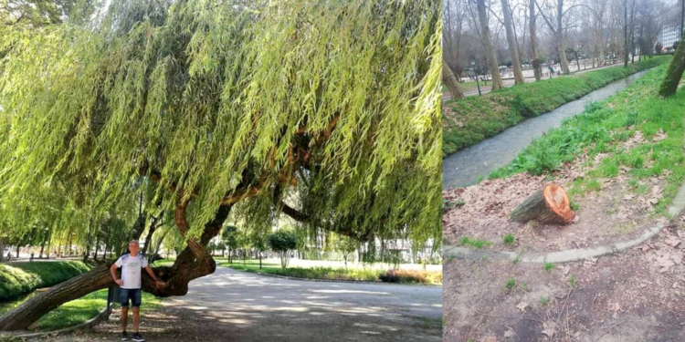 Talado un gran sauce llorón del parque de Castrelos
