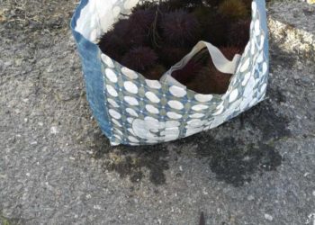 Requisan 11 kilos de erizo a una furtiva en una playa de Vigo