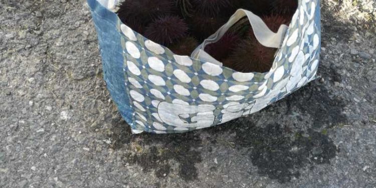 Requisan 11 kilos de erizo a una furtiva en una playa de Vigo