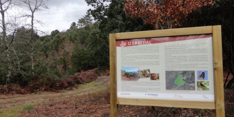 Ponteareas recupera o erbedal do parque forestal da Picaraña