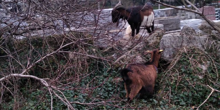 Varias cabras sueltas en una calle de Vigo causan daños en dos vehículos