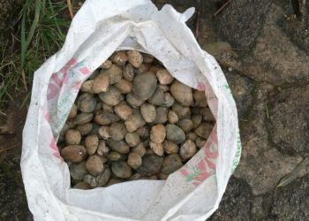 Requisan más de 6 kilos de almeja a dos furtivos en Vigo