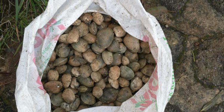 Requisan más de 6 kilos de almeja a dos furtivos en Vigo