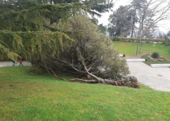 «Salvemos a Melaleuca», Vigo lanza un SOS por un emblemático árbol de O Castro